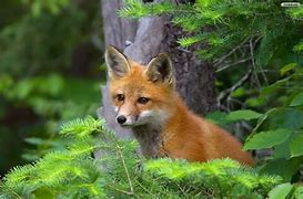 Image result for Cute Animals Fox