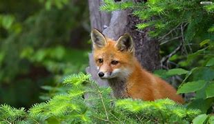 Image result for Cute Baby Animals Fox