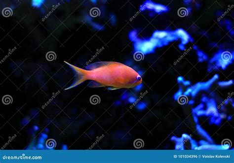 Image result for Colorful Fish Tank