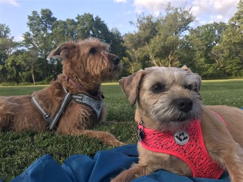 OAKLAND ANIMAL HOSPITAL - Rochester MI - Hours, Directions, Reviews ...