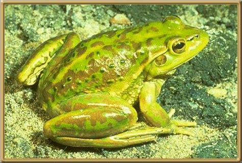 Image result for Yellow Tree Frog