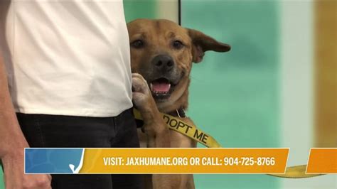 Patrick from the Jax Humane Society wants to be adopted! | River City Live