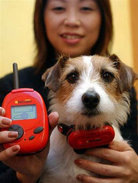 Dog Translator Machine 的图像结果