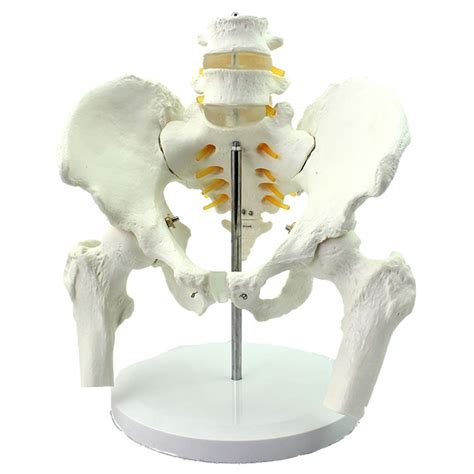 Buy Study Model Assembly Anatomical Skeleton Model Basin With Five ...