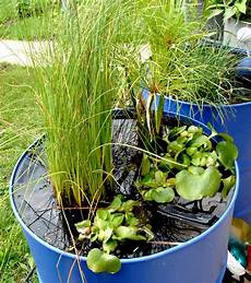 plante d eau jacinthe d eau planter et cultiver ooreka plante d eau jacinthe d eau planter et cultiver ooreka