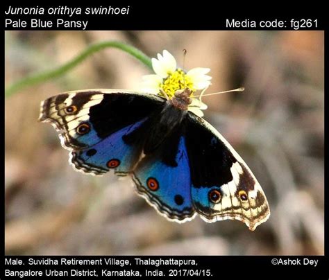 Junonia orithya | Butterfly