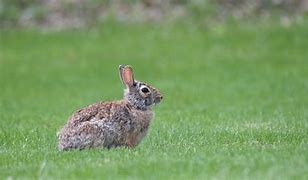 Image result for Cute Killer Bunny