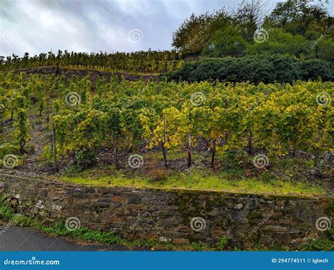 Well-known German Vineyards on the Moselle with Different Grape ...