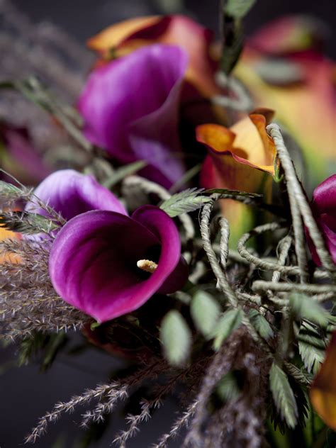 Purple Calla Lily Flower