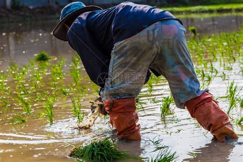 泰国农民在稻田农场稻种和稻种高清图片下载-正版图片507297617-摄图网
