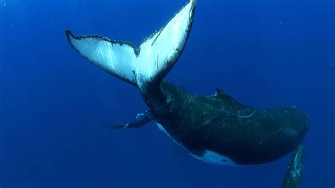 Humpback Whales | Size, Behavior, & Threats | Britannica