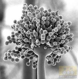 霉菌的传播图片-紫色物品上生长的霉菌素材-高清图片-摄影照片-寻图免费打包下载