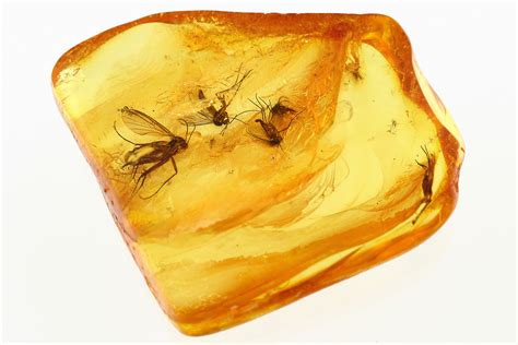 Four Detailed Fossil Fungus Gnats (Mycetophilidae) In Baltic Amber ...