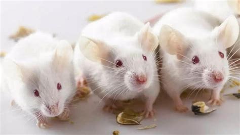 中国科学家让公鼠怀孕生崽
