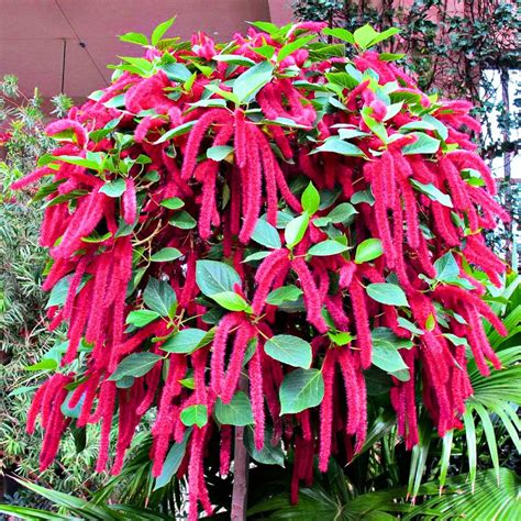 Acalypha Hispida "Chenille" - Plant – Lalit Enterprise
