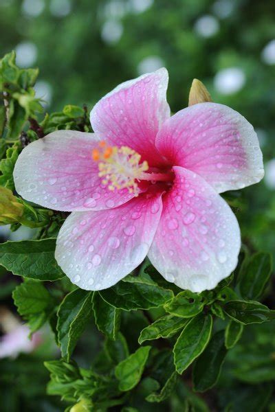 Psychic Power In Existence : spiritual meaning of flower