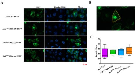 Dimeric Ankyrin with Inverted Module Promotes Bifunctional Property in ...