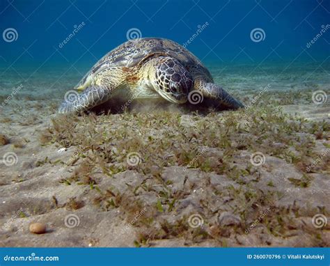 Big Green turtle . stock photo. Image of underwater - 260070796