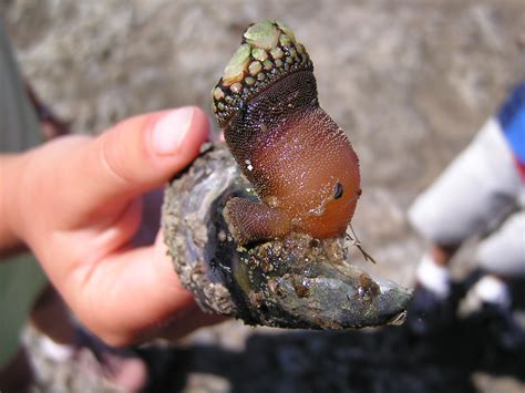 Image result for Empty Barnacle Shell