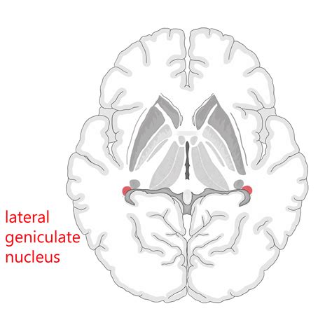 Lateral Geniculate Nucleus Pathway