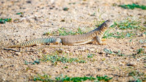 All about Spiny-tailed lizard | Roundglass | Sustain