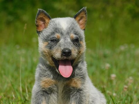 Australian Cattle Dog Puppies White