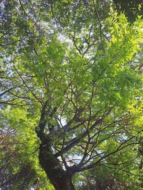 Image result for Sesame Stret Tree