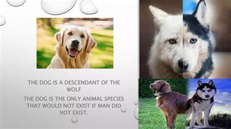 What Are Dogs Descendants Of