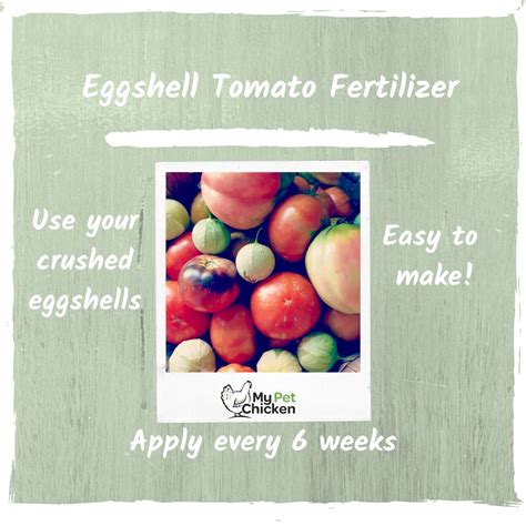 https://www.mypetchicken.com/cdn/shop/articles/Eggshell_Tomato_Fertilizer_Recipe_8f03e6cc-d9b3-45a4-97d3-a79b51cfacee.jpg?v=1739827326&utm_source=chatgpt.com