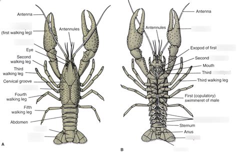 Image result for Class Crustacea Main Features
