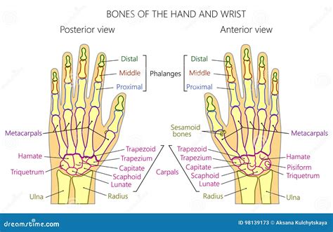 Bones Of The Human Hand Anatomy at Holly Mellott blog