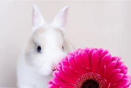 Image result for The Baby Rabbit Species