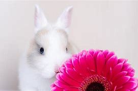 Image result for Baby Rabbit Pix