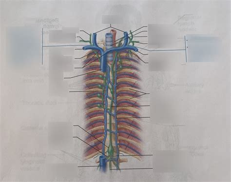 Image result for Lymphatic Trunks Function Diagram
