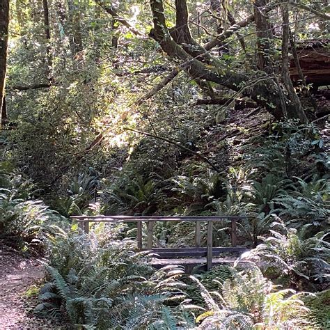 Alfred A. Loeb State Park Campground | Brookings, OR