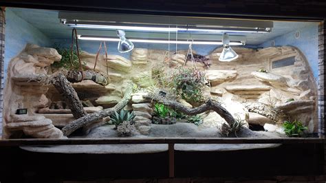 Bearded Dragon Wood Enclosure at JENENGE blog