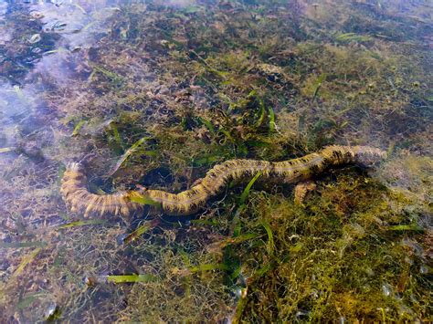 The 6 Most Important Decomposers in the Ocean - A-Z Animals