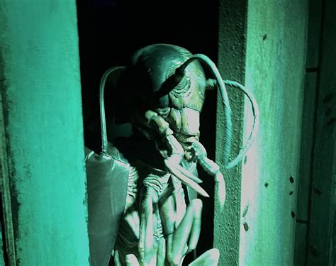 Image result for Large Cockroach Attack