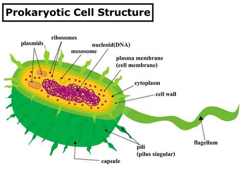 Prokaryotic Cell Structure 的图像结果