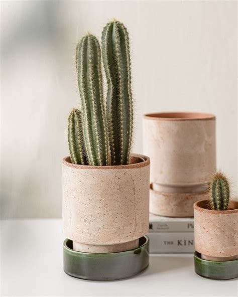 Cactus aesthetic in terracotta pots by bergs potter – Artofit