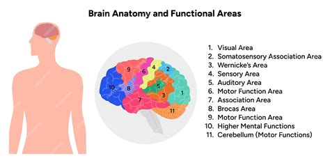 Diagramm der funktionellen Bereiche der Hirnrinde Menschliche ...