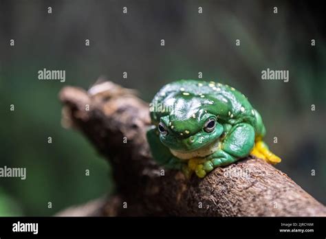 Image result for Tree Frog Sitting