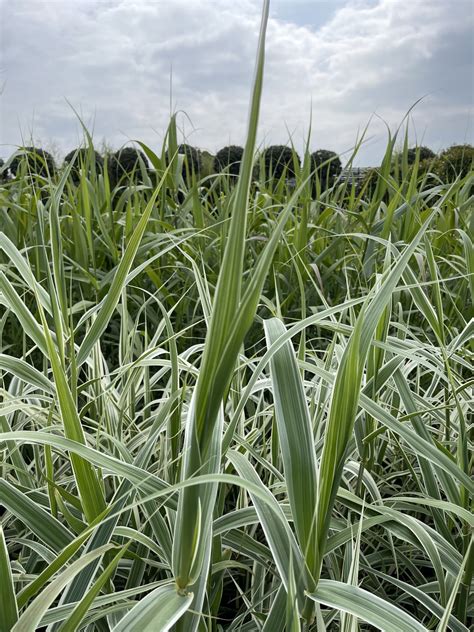 Arundo Donax Variegata