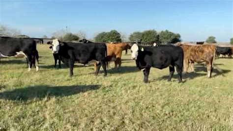 Image result for ranching