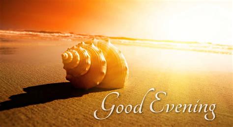 Download Good Evening Shell Wallpaper | Wallpapers.com
