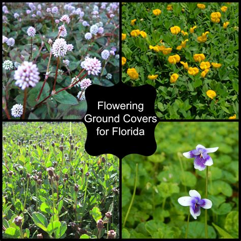 Blooming Ground Cover