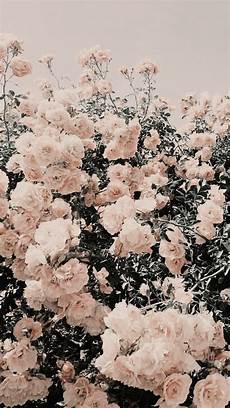 Iphone Pastel Aesthetic Floral Wallpaper by Aesthetic Lockscreen Wallpaper Iphone Pastel Aesthetic Floral Wallpaper