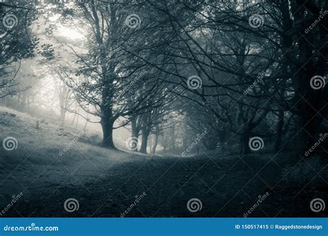 A Dark Spooky Path through a Forest on a Gloomy Foggy Day, with a Blue ...