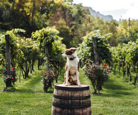 Order Online - Grandfather Vineyard & Winery