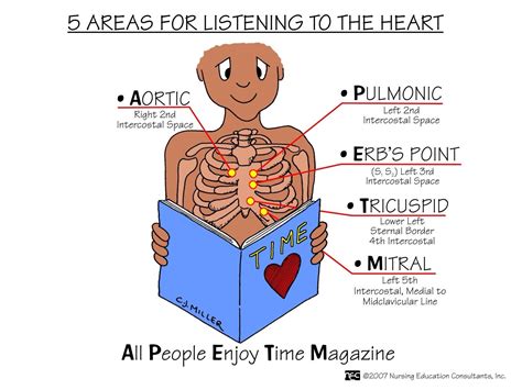 Heart auscultation areas | Nursing mnemonics, Nurse, Nursing school ...